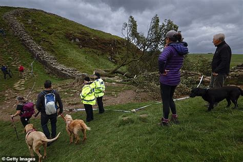 Could The Sycamore Gap Tree Come Back To Life Experts Say Britain S