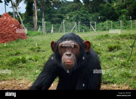 Chimpanzee Game Hi Res Stock Photography And Images Alamy