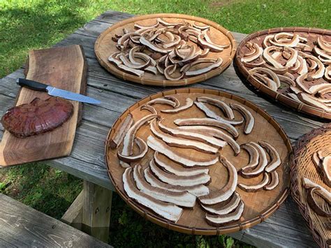 How to Grow Mushrooms at Home — Homesteading Family