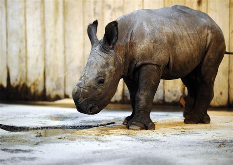 This Is What a Crying Baby Rhino Sounds Like - Newsweek