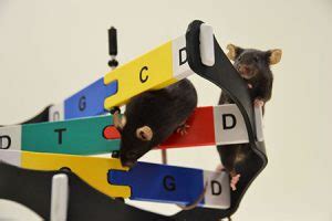 Sex Reversal When Males Grew Ovaries Instead Of Testes Biology Online Archive Article