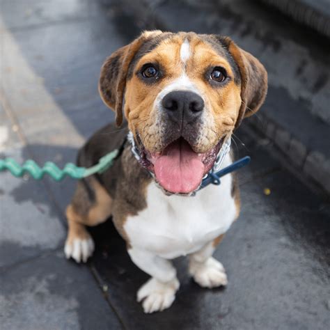 English Bulldog Beagle Mix