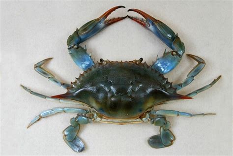 Blue Crab