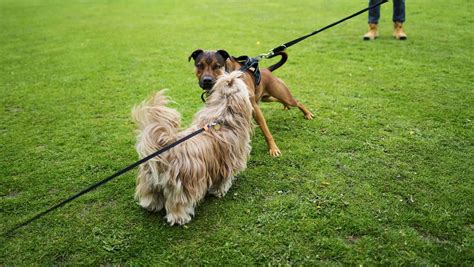 dog trainer shares biggest behavioural problem  sees  long