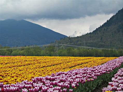 Фестиваль тюльпанов.