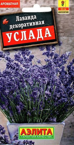 Аэлита_2_Лаванда декоративная услада - купить по выгодным ценам в ...