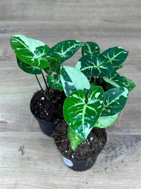 Syngonium Panda | Harmony Plants