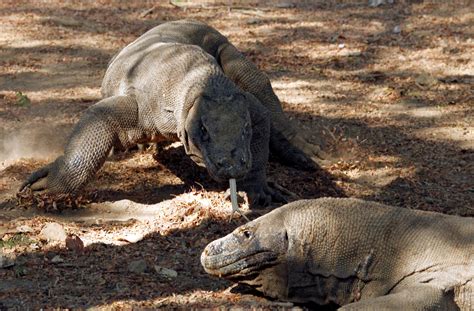 Genome study finds roots of Komodo dragon's speed and endurance - The