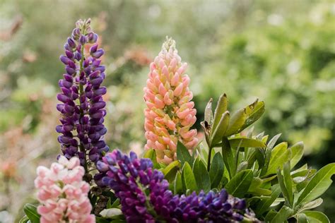 How To Say Lupine Flower At Jason Rocha Blog