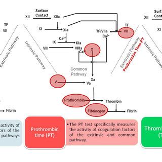 Activated Partial Thromboplastin Time Aptt Prothrombin Time Pt