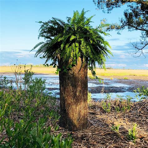 Bushy Box 🌳 Large Hollow Log Planter Bushybox