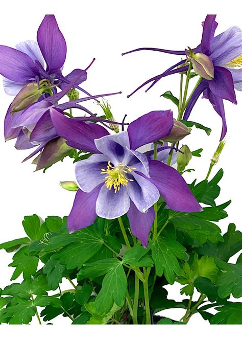 Purple Columbine Flower Photos Best Flower Site