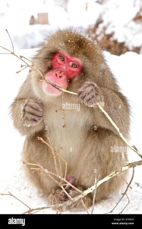 Japanese Snow Monkey Monkeys Hot Bath Macaque Stock Photo Alamy