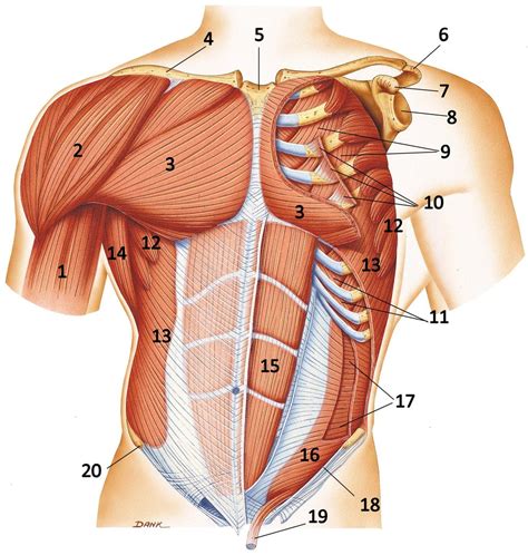 Anterior Muscles Diagram Quizlet