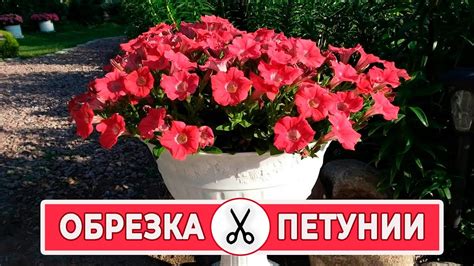 Обрезка петунии. Когда и зачем - YouTube