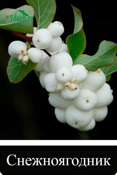 Снежноягодник — кустарник с покладистым характером | Berries, Plants ...