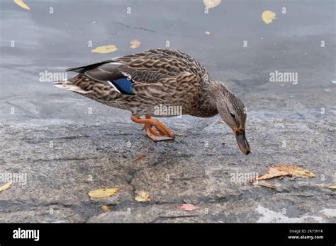American Black Duck Male With Blue Wing Feathers Stock Photo Alamy