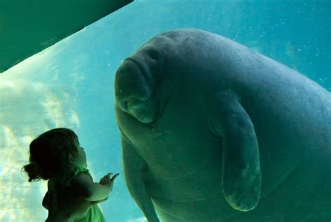 Download Animal Manatee 4k Ultra HD Wallpaper