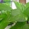 Epipremnum Centipede Tonga Vine Devil S Ivy Golden Pothos Hunter S