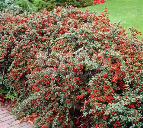 Кизильник Даммера 'Coral Beauty' - Декоративные растения, кустарники в ...