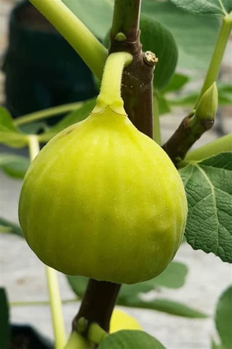 Buy Italian Honey Fig Tree Free Shipping Wilson Bros Gardens 1