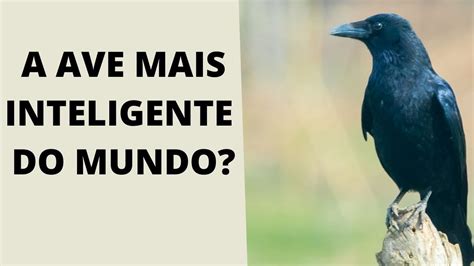 Ave Mais Inteligente Do Mundo - A AVE MAIS INTELIGENTE DO MUNDO - 5 FATOS FASCINANTES SOBRE OS CORVOS ...