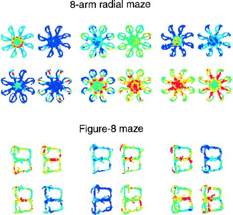 Relationship Among Discharges Of Neighboring Neurons In The Rat