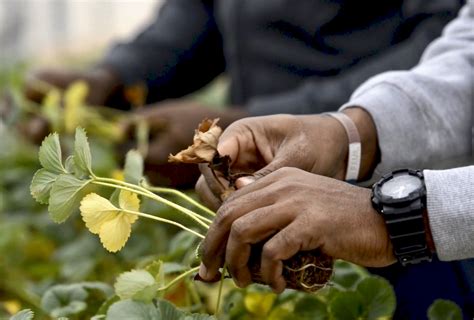 Federal Government Extends Agri Food Immigration Pilot Program Farmtario