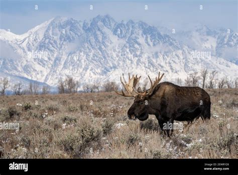 Bull Moose Alces Alces Standing In Front Of Teton Range Grand Teton