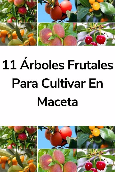 11 Árboles Frutales Para Cultivar En Maceta