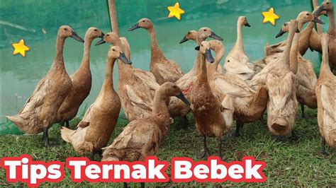 Tips Ternak Bebek Petelur Bebek Pedaging Cara Ternak Bebek Petelur Bagi