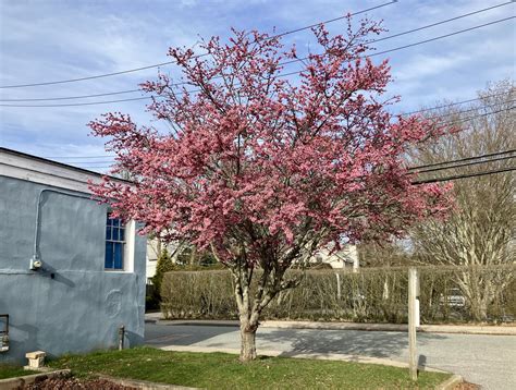 Okame Cherry – The Early Cherry Blossom — Newport Tree Conservancy
