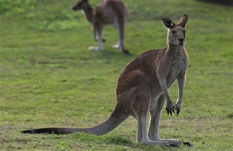 Ridiculously Ripped Kangaroo Named Roger Mourned by His Admirers | Complex