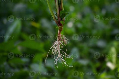 Tap Root system of a plant 21703277 Stock Photo at Vecteezy