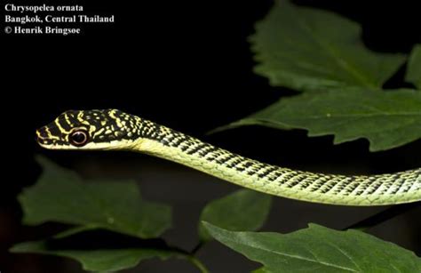 Chrysopelea Ornata The Reptile Database