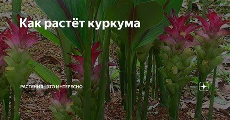 Как растёт куркума | Растения - это интересно | Дзен