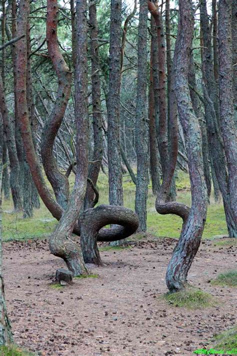 Куршская коса достопримечательности танцующий лес