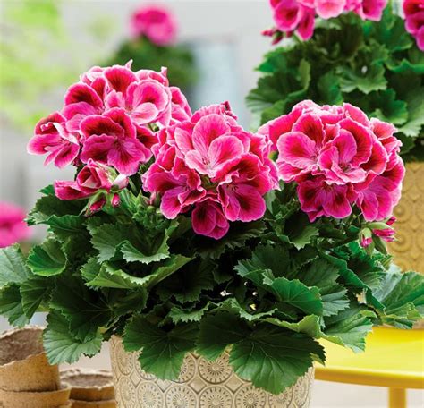 Pelargonium: domácí péče