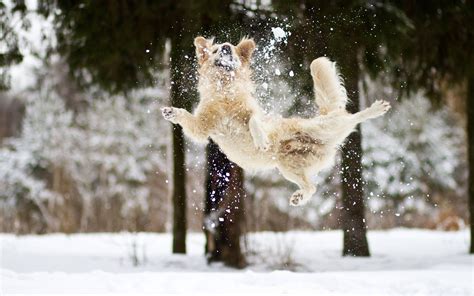 Dogs In Snow Wallpaper