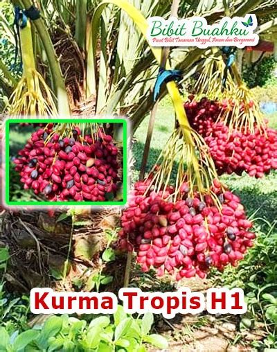 Keunggulan Bibit Kurma Tropis Perbanyakan Kultur Jaringan Bibit Buahku