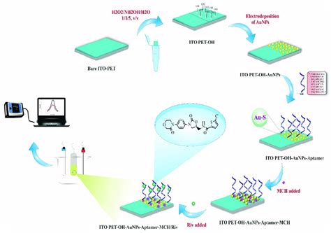 Scheme 2 The Preparation And Operation Of The Developed Aptasensor For Download Scientific