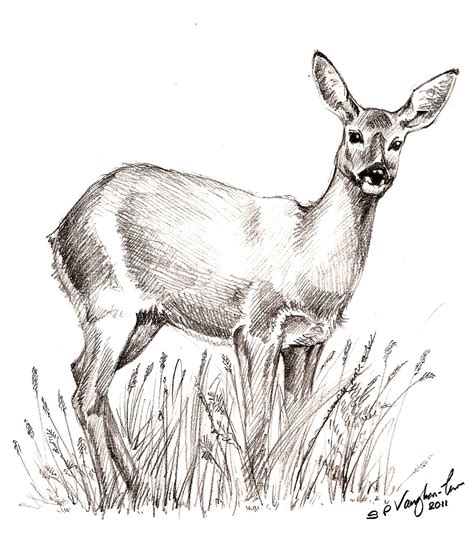 Drawing From Experience Yes Deer
