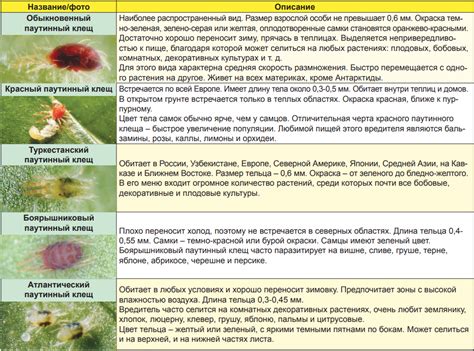Как побороть паутинного клеща