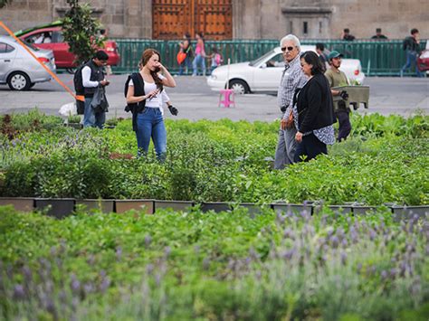 Aprende A Crear Tu Propio Huerto En El Z Calo De La Cdmx Dinero En Imagen