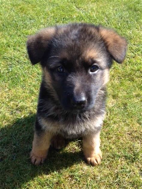 How Much to Feed a German Shepherd Puppy: Age & Weight Feeding Chart