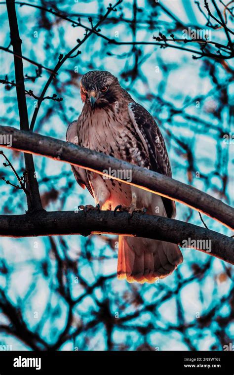 A Low Angle Of A Red Tailed Hawk Buteo Jamaicensis Perched In A Tree