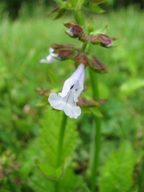 Lyre-leaved Sage Details