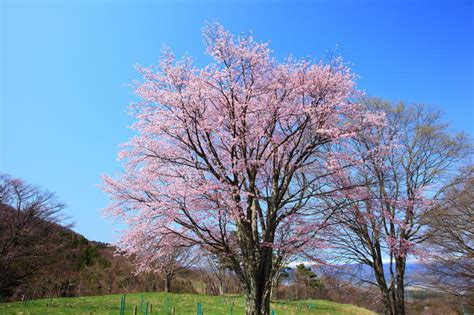 开花在cou旁边的美丽的樱花树或佐仓 库存图片 图片 包括有 庭院 本质 场面 风景 开花 背包 117038157