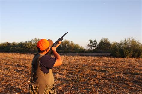New dove-hunting in Arizona season features increased bag limit ...