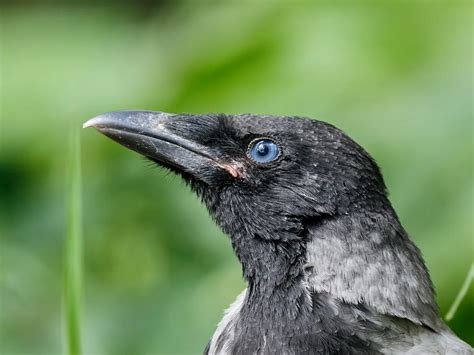 Baby Crows: All You Need to Know (with Pictures) | Birdfact